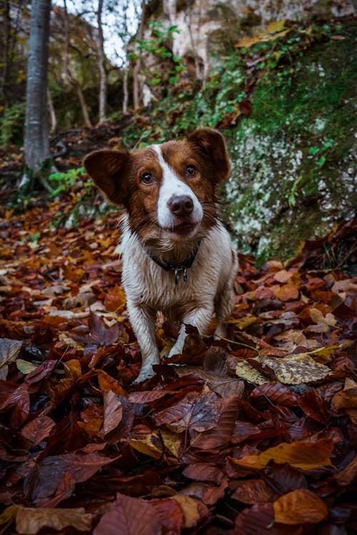Fotos de stock gratuitas de canino, collar de perro, fotografía de animales