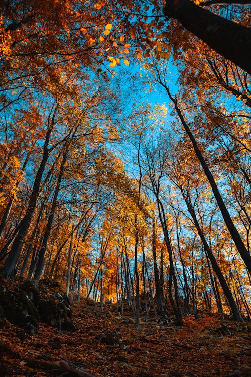 Low Angle Shot of an Autumn Forest
