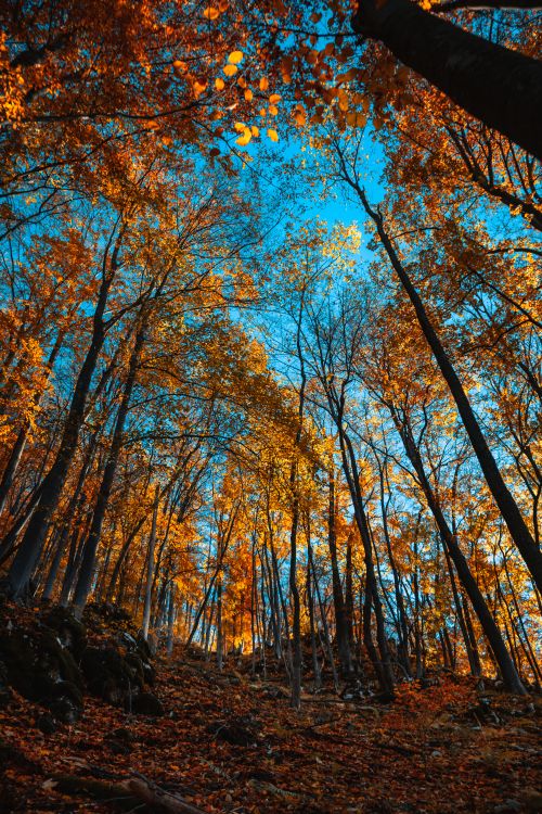 Free A stunning low angle view of autumn trees against a clear blue sky, capturing the essence of fall. Stock Photo