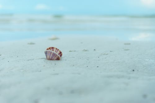 Fotos de stock gratuitas de arena, cáscara, concha de mar