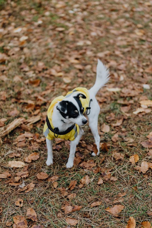 Gratis arkivbilde med falle, høst, hund