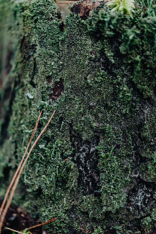 Free Detailed texture of green moss covering a tree trunk in a natural environment. Stock Photo