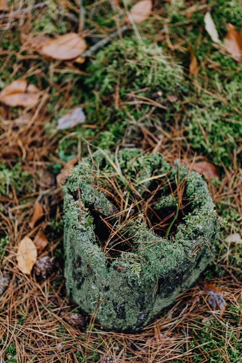 Close-up of an Undergrowth in a Forest 