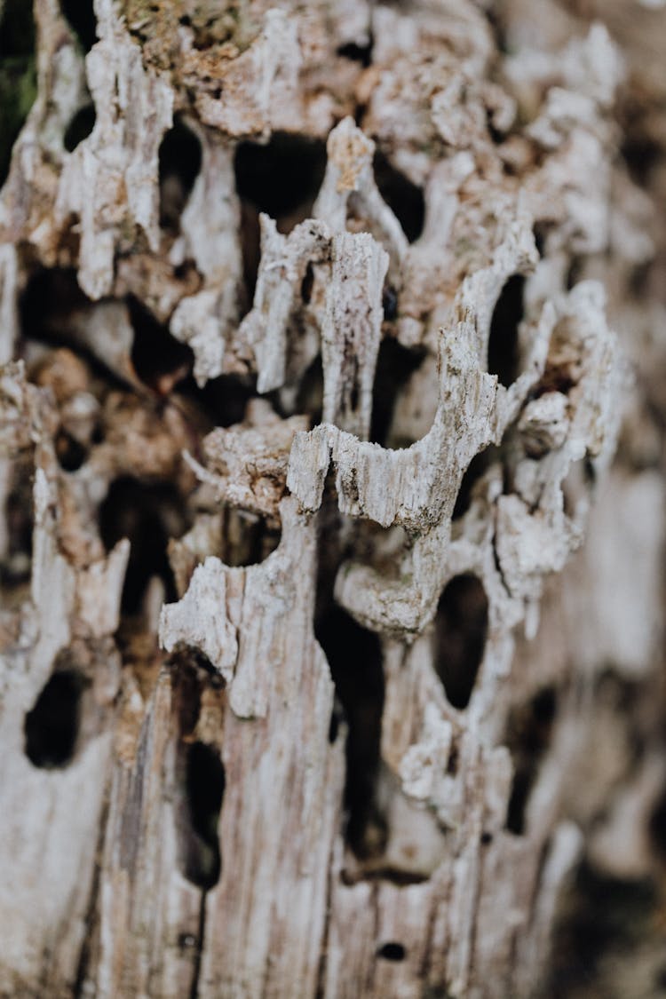 Close-up Of A Tree Destroyed By Bark Beetles