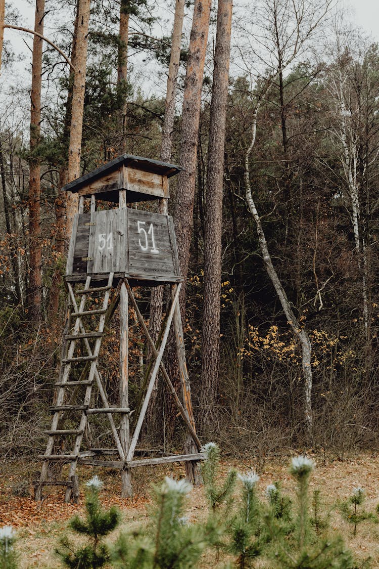 View Of A Hunting Blind In A Forest