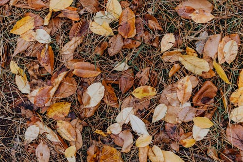 Close-up of Autumnal Leaves on the Ground 