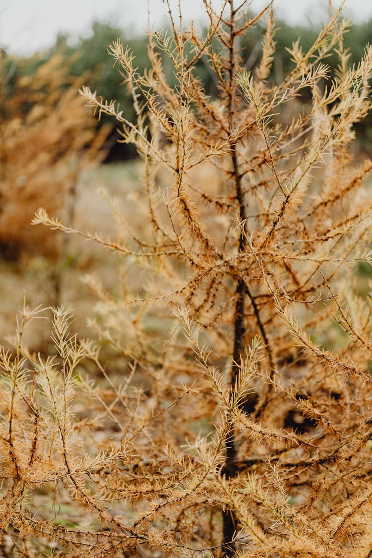 Dry Plants Growing In Field