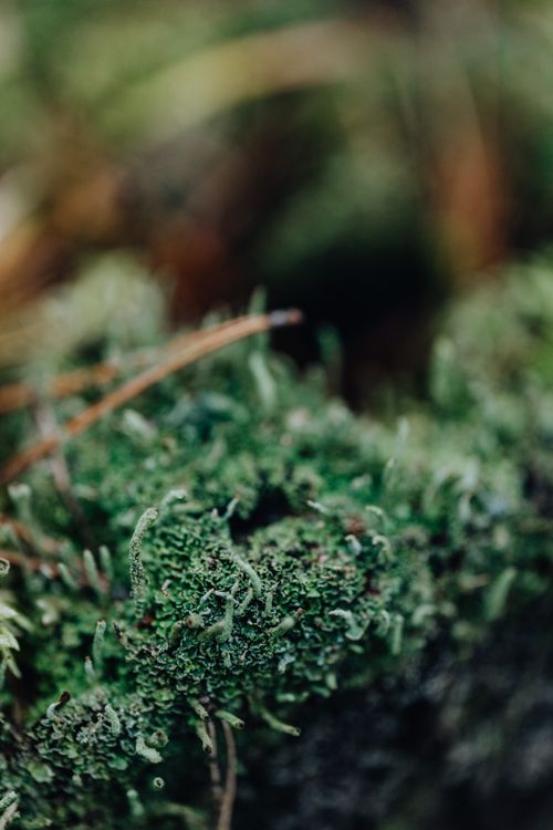 Free Detailed macro shot highlighting the intricate textures of green moss in a natural forest environment. Stock Photo