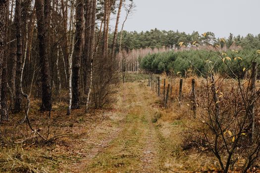 Unpaved Road Along the Forest in Autumn 