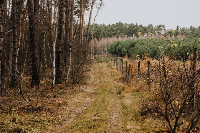 Freshly mulched woodland access road on an Amory Mississippi property