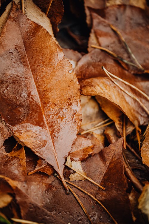 Free Brown Dried Leaves on Ground Stock Photo