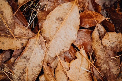 Dried Leaves on Ground