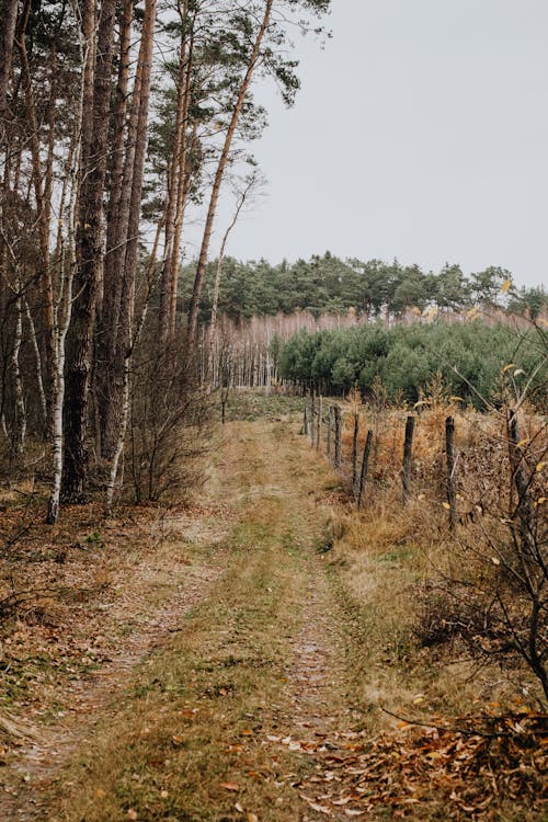 Countryside Path Along a Forest in Autumn 