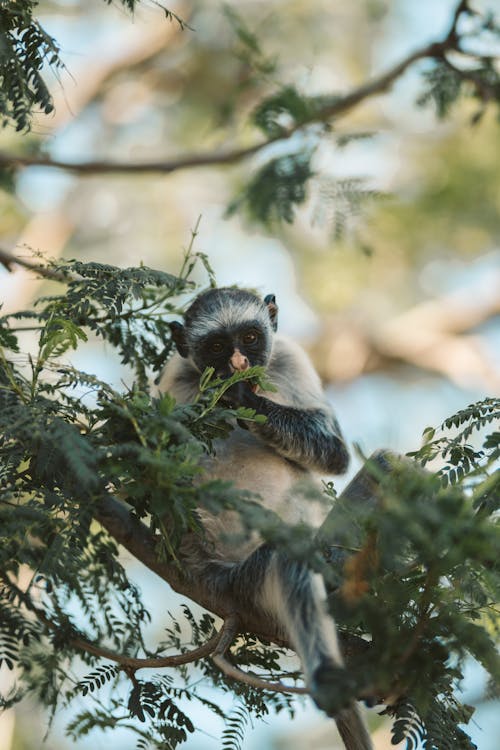 Photo of Monkey Sitting on Tree Branch