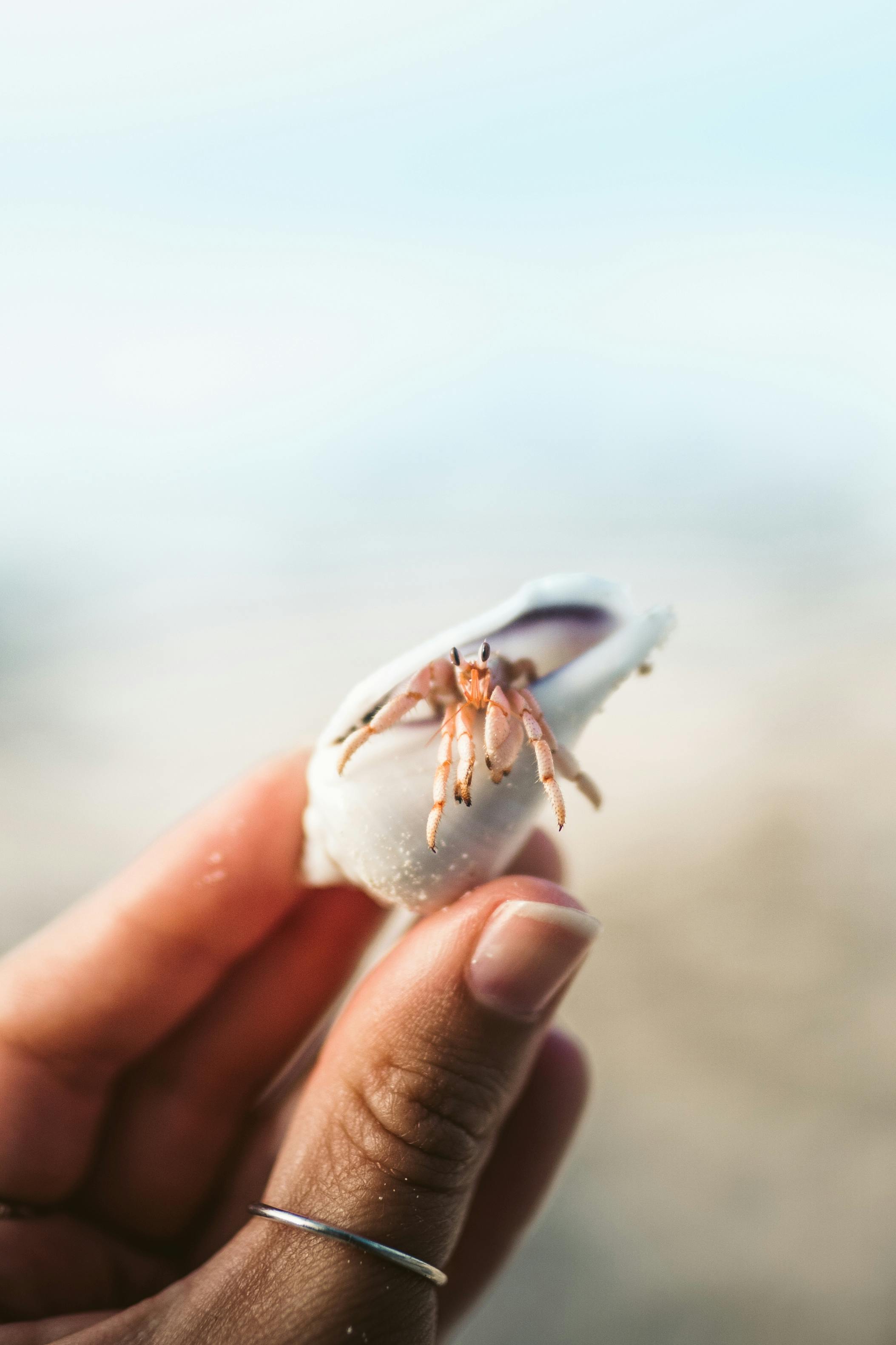 person holding hermit crab