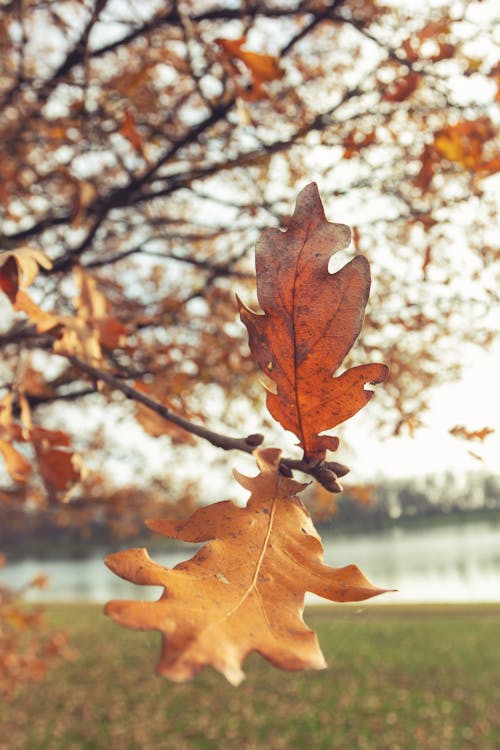 Close-up of Fall Leaves on a Tree