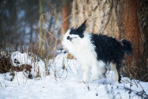 Free stock photo of dog, snow, winter