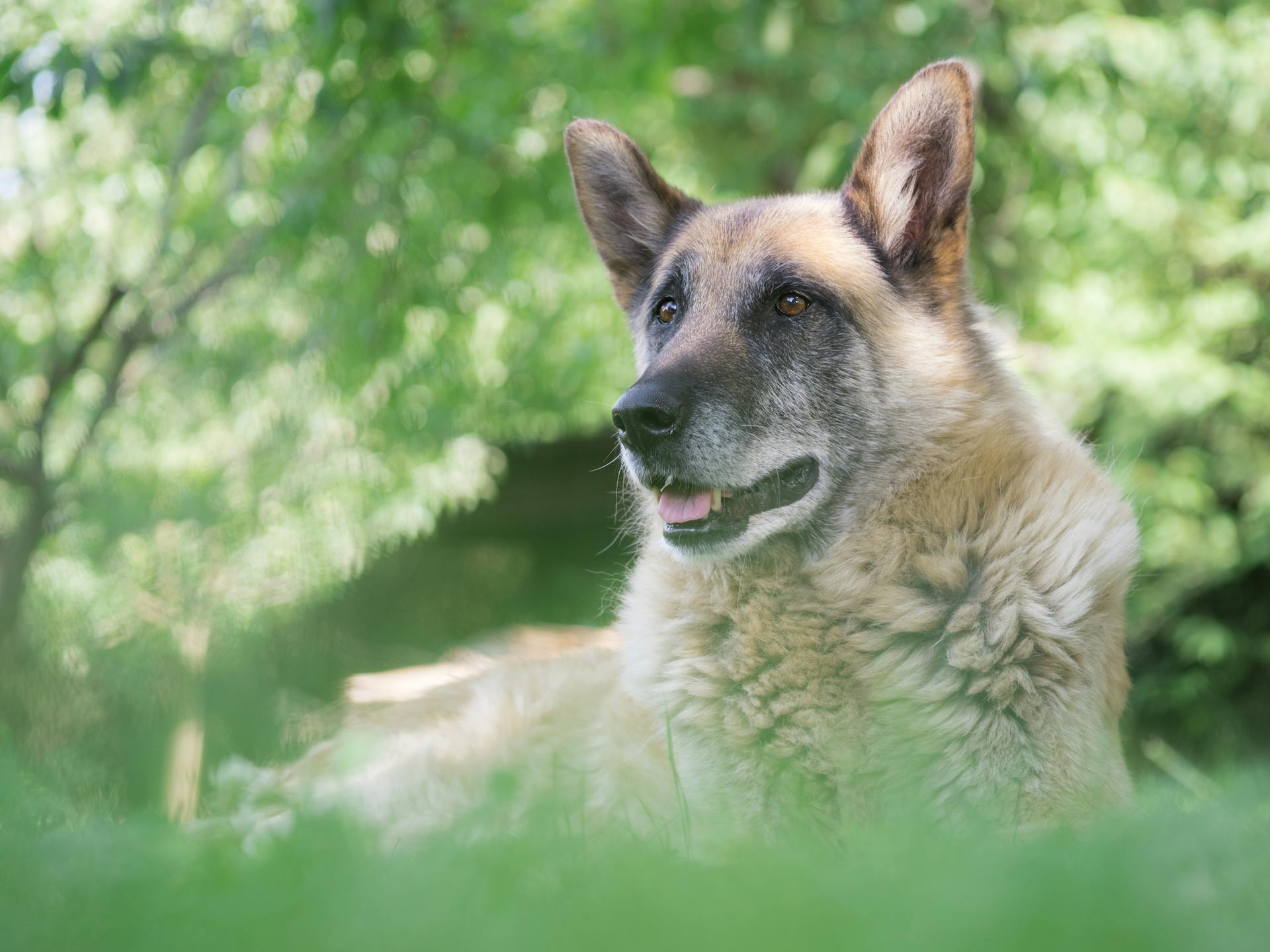 Brown and Black German Shepherd on Green Grass