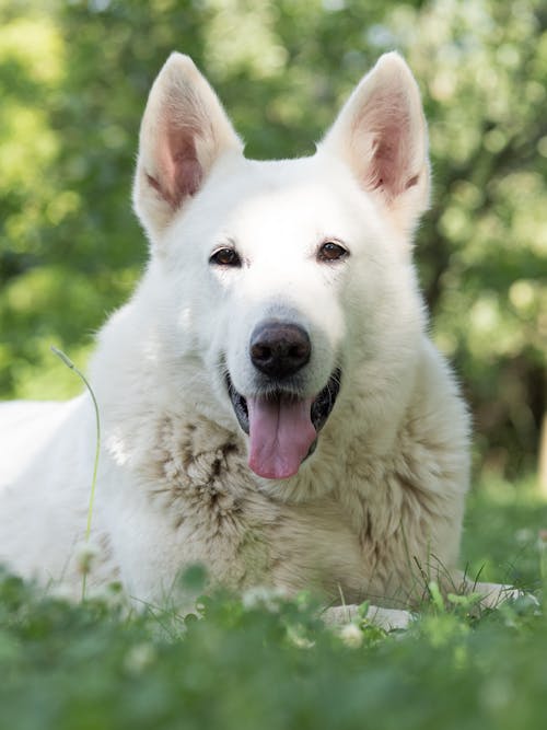 White Dog on Green Grass