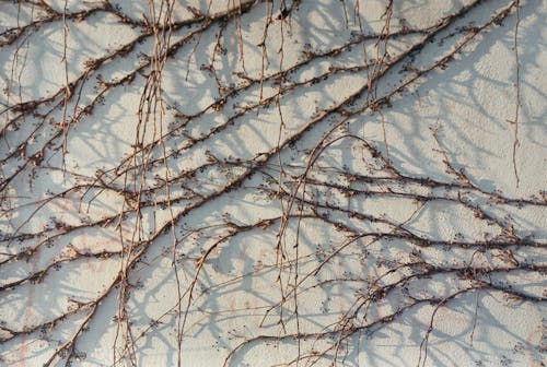 Ağaç dalları, buz tutmuş, dondurucu içeren Ücretsiz stok fotoğraf
