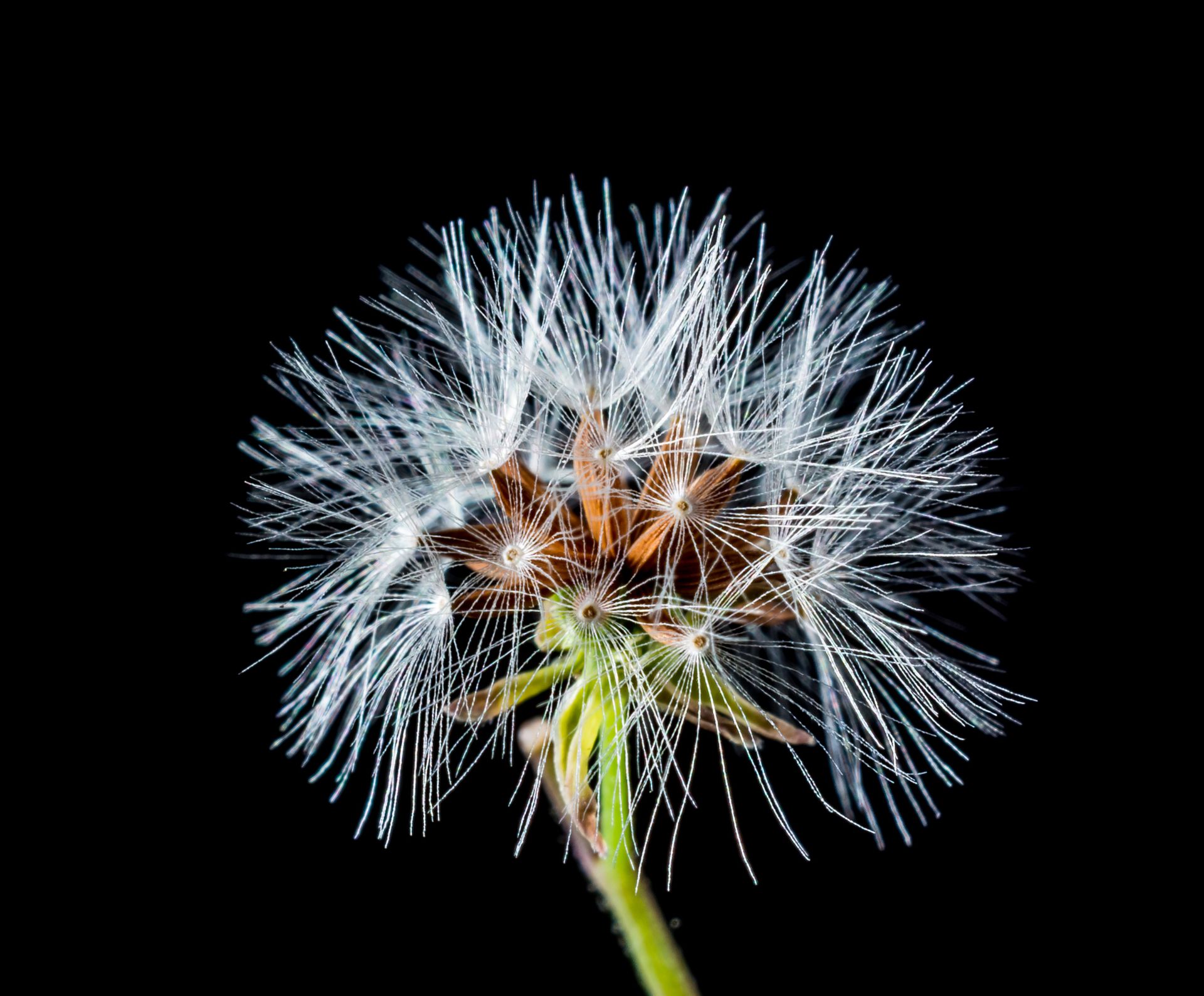 Detailed macro shot of a dandelion seed head with intricate patterns on a black background.