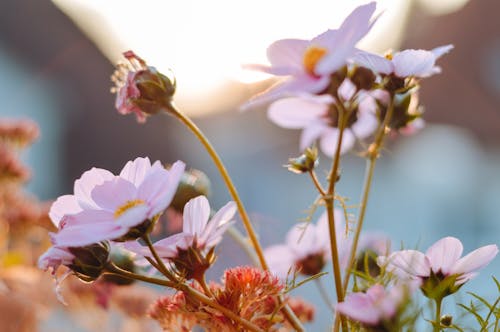 Blooming flowers growing on field