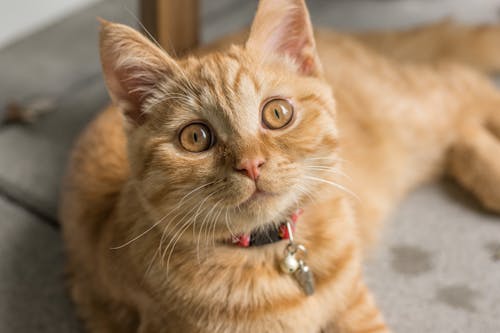 Orange Tabby Cat Lying Near Furniture