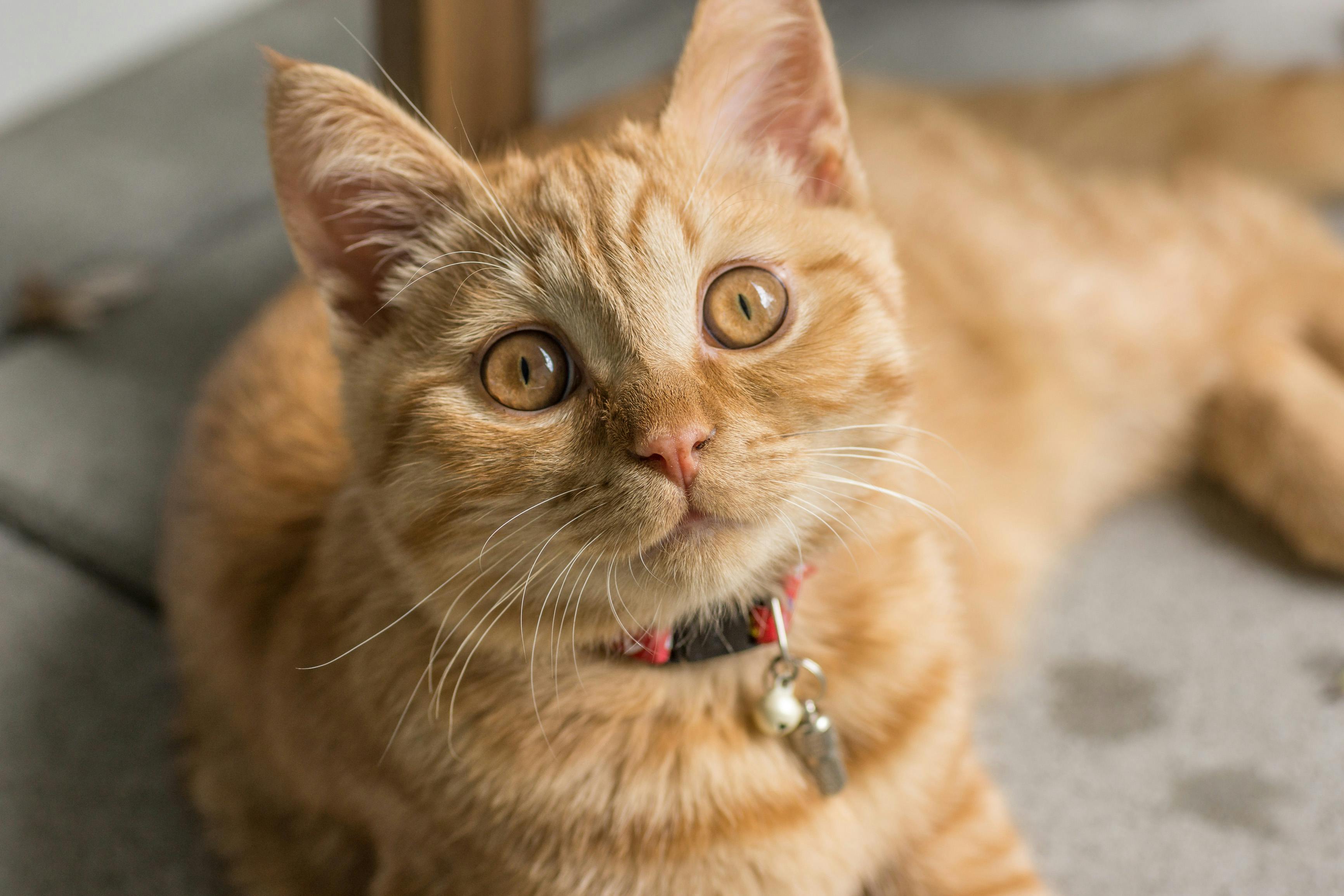 Orange Tabby Cat Laying On Brown Sofa · Free Stock Photo