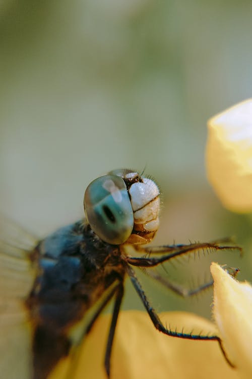 Dragonfly pollinating yellow flower in forest