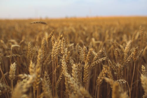 Kostenloses Stock Foto zu ernte, feld, getreide