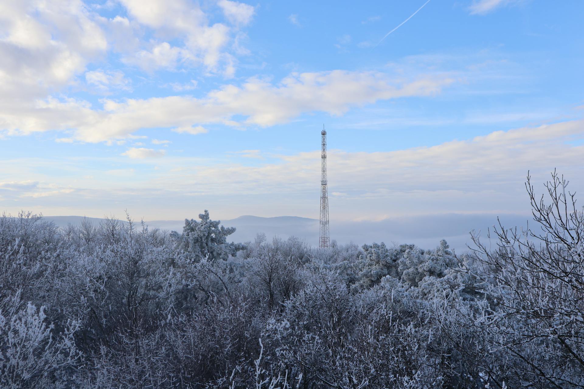 Snow Covered Trees Under the Blue Sky