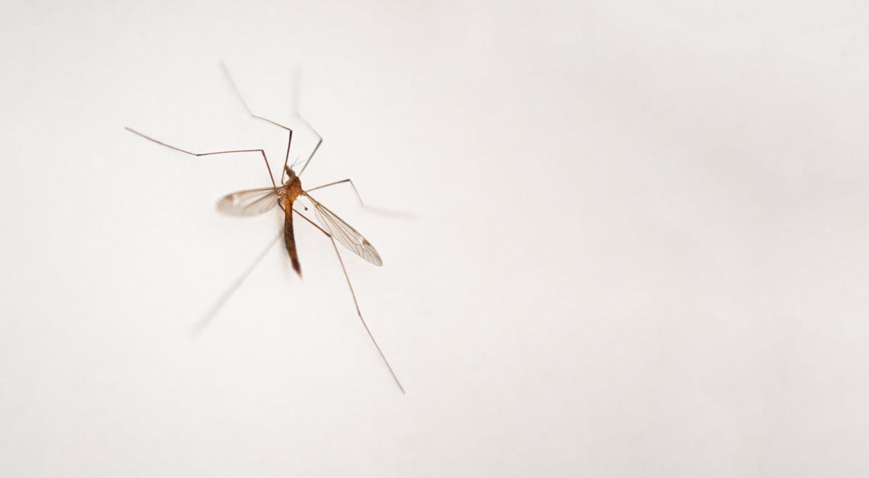 Brown and Black Mosquito on White Surface