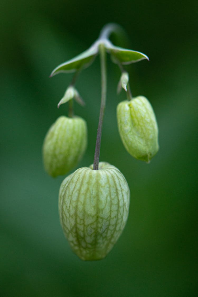 Close-up Of A Bladder Campion Flower