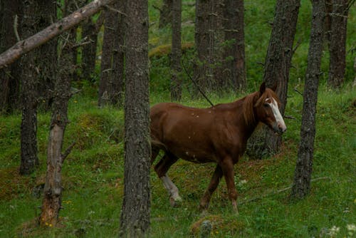 Photo of a Brown Horse in a Forest