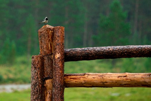 Wild Bird Perched on the Wooden Fence