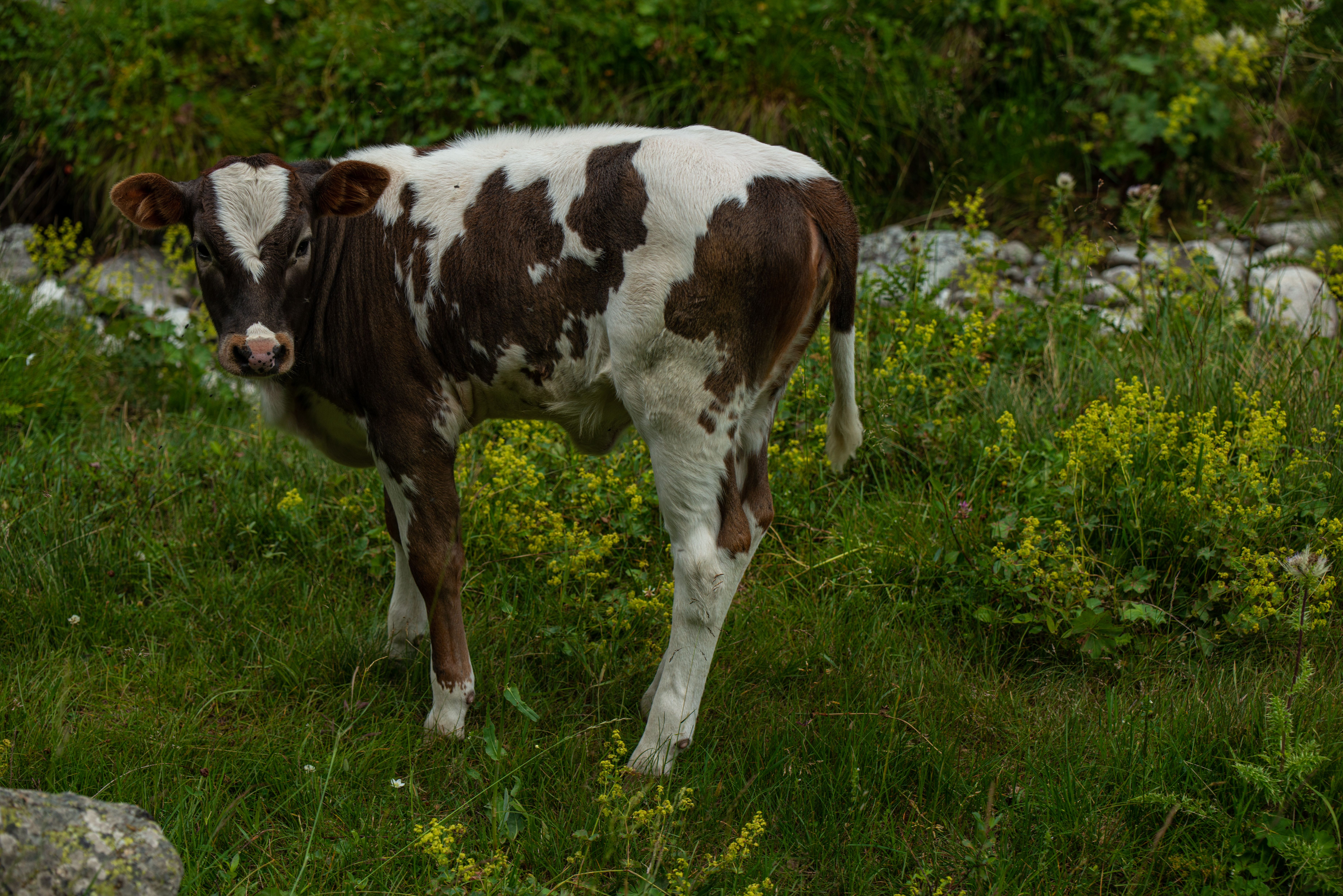 Photo of a Brown and White Calf · Free Stock Photo