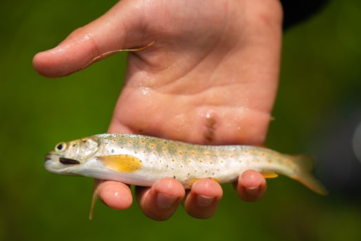 Golden trout with brilliant gold coloration