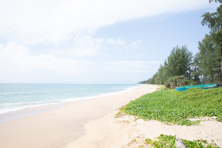 Trees Near The Shoreline