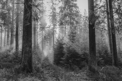 Free Black and White Photography of Sunrise in Forest Stock Photo