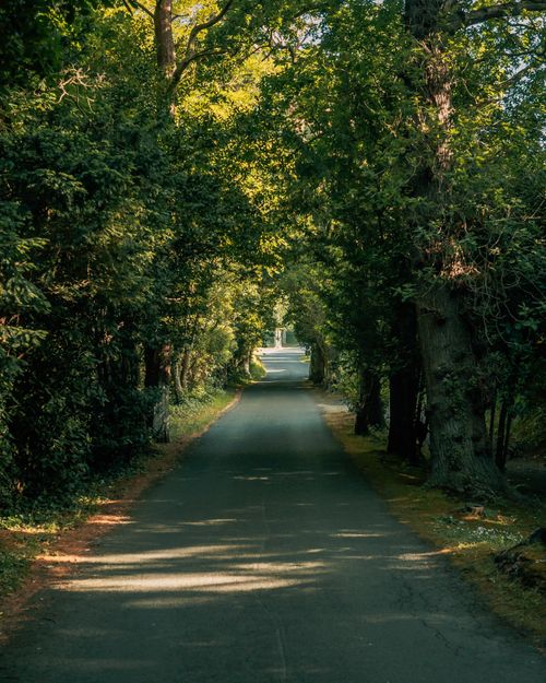 Free A quiet tree-lined road in Malahide, Ireland, offering a peaceful natural escape. Stock Photo
