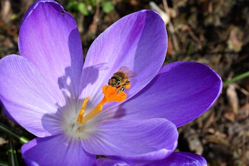 Gratuit Imagine de stoc gratuită din a închide, albină, brândușă Fotografie de stoc