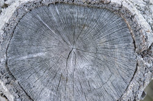 ağaç, ahşap, çatlak içeren Ücretsiz stok fotoğraf
