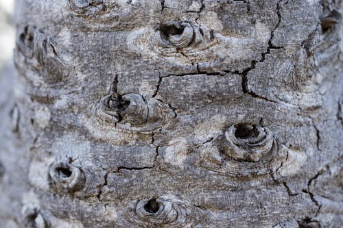Free stock photo of ambient occlusion, bark, burrows
