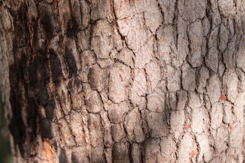 Kostenloses Stock Foto zu abholzung, baum, bäume