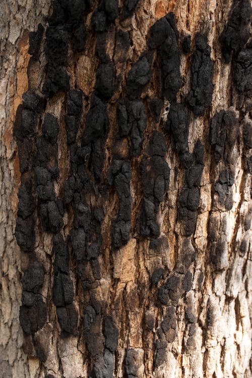 Foto d'estoc gratuïta de ambiental, arbre, arbres