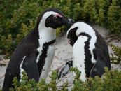 Two Adorable Penguins