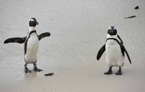 Two Penguins on a Beach