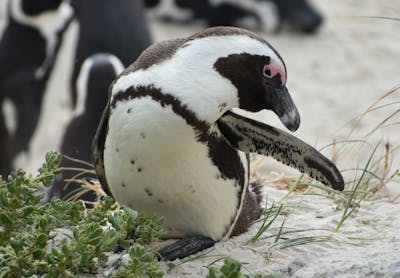 Compact Sleeping Bag