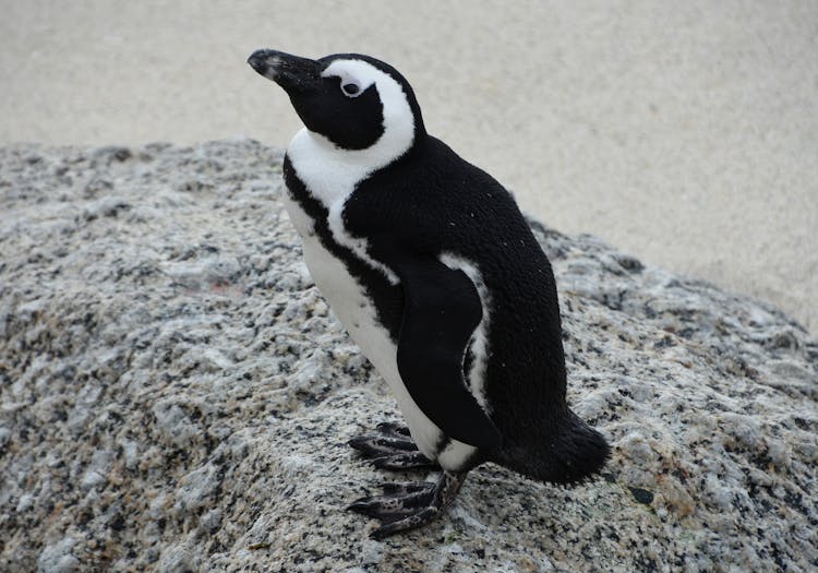 Black And White Penguin On Gray Sand