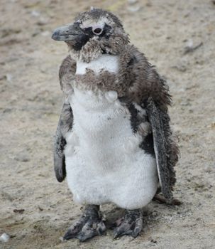 penguin photo